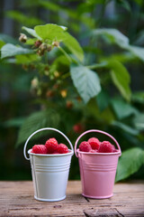 Buckets with harvested crop of raspberries on wooden surface, against raspberry bush with ripening berries in eco farm