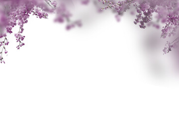 Blossom cherry brunch on transparent background, pink white Blooming Flower isolate, Branch set bungle png