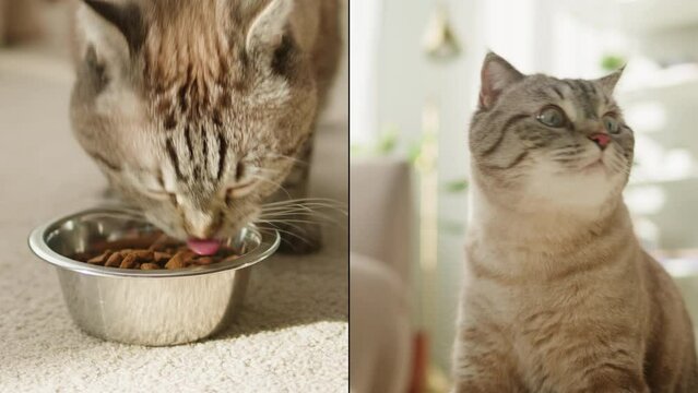 Happy Cat life collage, cat sitting and playing in living room multi screen shot. Grey kitten with big eyes close-up. Furry pedigreed pet relaxing in room. Little best friends. Domestic animal at home