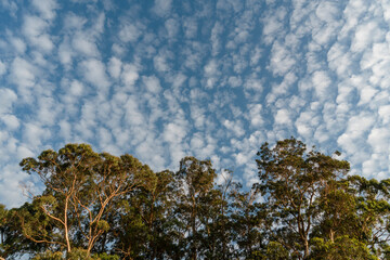 Nubes cirrocúmulos