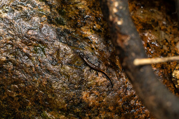 Chioglossa lusitanica