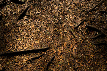 textura suelo de hojas