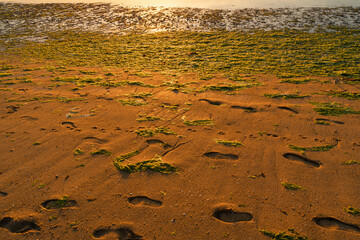 Arena y algas en la playa