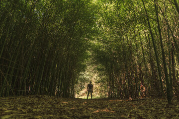 Sombra en el t&uacute;nel de bamb&uacute;