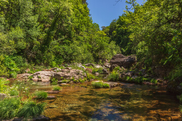 R&iacute;o rodeado de &aacute;rboles