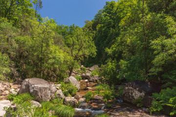 R&iacute;o rodeado de &aacute;rboles