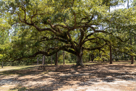 Old oak tree coastal region 