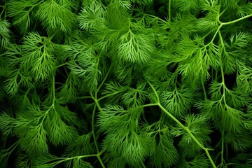Fototapeta premium Dill as texture. Generative AI.