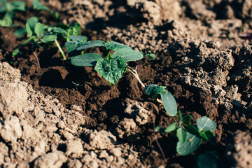 Concept of gardening. Small green bushes of cucumbers in the ground soil on a sunny day. Growing vegetables. Top view
