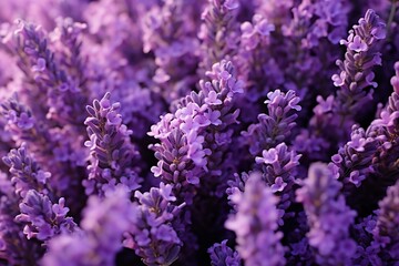 Fototapeta premium Lavender as texture. Generative AI