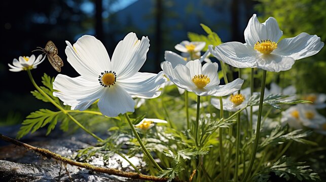 White anemone flower Generative AI