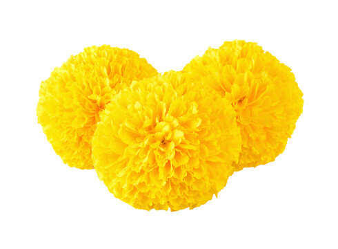 Marigold flower transparent png