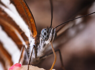 Obraz premium close up of a butterfly