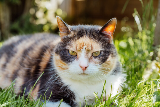 Close up portrait of multicolor pleased, well-fed cat lying on the green grass in the garden. Fluffy cat relaxing in shadow outdoors on a sunny summer day. Pets in the Summer heat. Selective focus