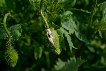 Purple poppy flower beginning to open. Stage of blooming.