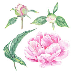 Watercolor clipart peony flower hand drawn in the botanical style for use in logo, wedding, holiday and birthday designs. Pink daisy cute isolated elemet decorating cards, gift wrapping, invitation