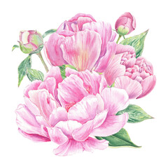 Watercolor composition with pink peonys hand-drawn in botanical style for use in presentation, wedding, holiday and nature design invitation. Daisy flower for decorating cards, gift wrapping, posters
