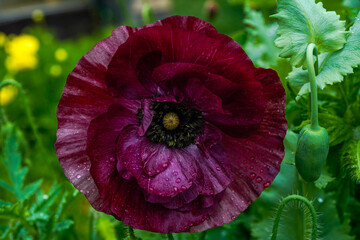 Dark purple poppy flower bloom among a flower bed of additional poppies. 