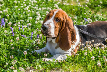 Naklejka na ściany i meble Basset hound on the grass with flowers. Breed of hounds, bred in England.