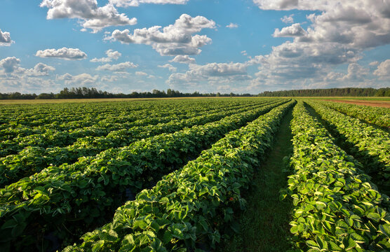 Strawberries plantation on a sunny day. Landscape with green strawberry field with blue cloudy sky
