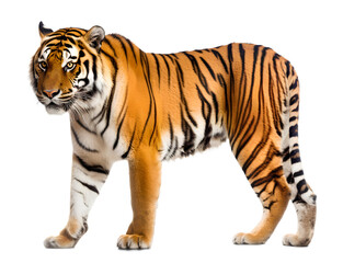 Obraz premium Tiger, isolated background. Generative Ai