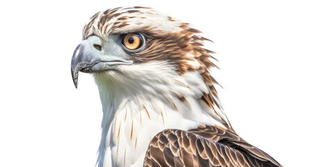 Fototapeta premium an Osprey, Pandion haliaetus. Portrait, in various positions, raptor nesting, Nature-themed, photorealistic illustrations in a PNG, cutout, and isolated. Generative AI