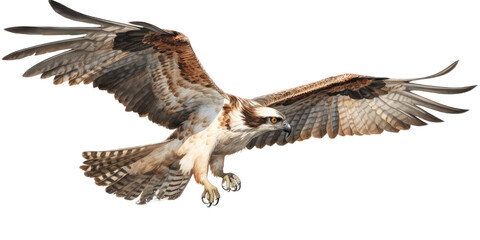 an Osprey, Pandion haliaetus. in flight in various positions, raptor, Nature-themed, photorealistic illustrations in a PNG, cutout, and isolated. Generative AI