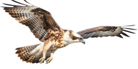 Obraz premium an Osprey, Pandion haliaetus. in flight in various positions, raptor, Nature-themed, photorealistic illustrations in a PNG, cutout, and isolated. Generative AI