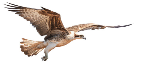 Obraz premium an Osprey, Pandion haliaetus. in flight in various positions, raptor, Nature-themed, photorealistic illustrations in a PNG, cutout, and isolated. Generative AI