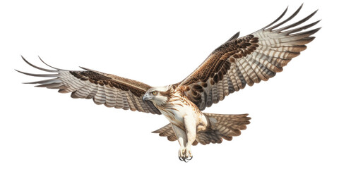 Fototapeta premium an Osprey, Pandion haliaetus. in flight in various positions, raptor, Nature-themed, photorealistic illustrations in a PNG, cutout, and isolated. Generative AI