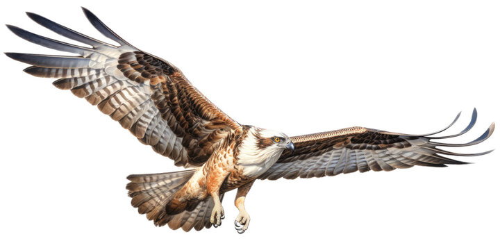 an Osprey, Pandion haliaetus. in flight in various positions, raptor, Nature-themed, photorealistic illustrations in a PNG, cutout, and isolated. Generative AI