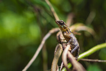 lizard on a tree