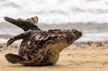 Grey seal pup, Halichoerus grypus, yoga resting on sand beach, UK