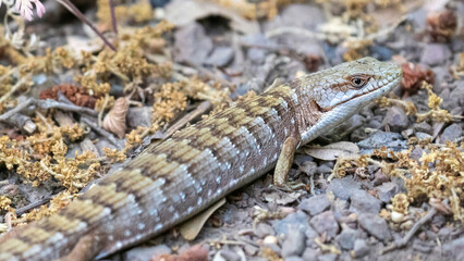Adult California Alligator Lizard Camouflage on Trail. Monte Bello Preserve, Santa Clara and San Mateo Counties, California, USA.