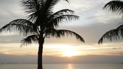 Silhouette of a tropical coconut tree and beautiful evening sunset in the horizon at the beach.