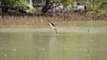 Shore bird eating