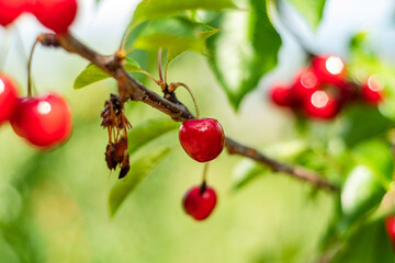 red cherries on a tree