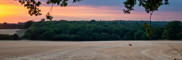 Fototapeta na wymiar Farmland sunset