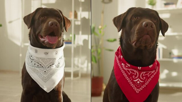 Happy dog life concept collage, multicam of labrador golden retriever eating dog food from metal bowl and relaxing, concept of online shop delivery for pets
