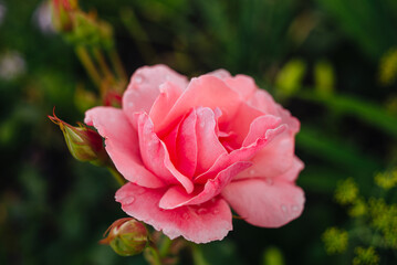 A beautiful pink rose in the garden