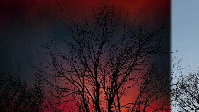 VFX Transition Tree On Fiery Paranormal Sky