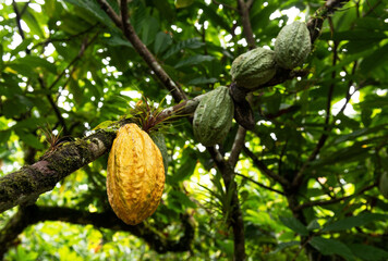 Ripe and unripe Arriba Nacional cacao (Theobroma cacao) fruit pod, Esmeraldas, Ecuador.