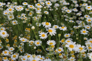 A field of white and yellow flowers