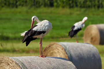 White stork on straw bale ( Ciconia ciconia )
