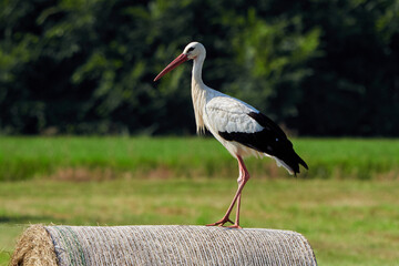 White stork on straw bale ( Ciconia ciconia )