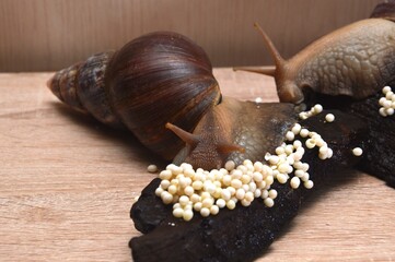 Achatina snails laid eggs for the continuation of offspring