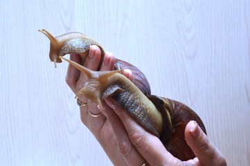 hand holding a turtle