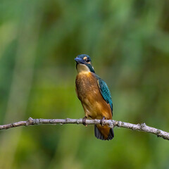 The common kingfisher (Alcedo atthis)