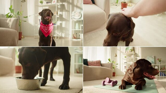 Happy dog life concept collage, multicam of labrador golden retriever eating dog food from metal bowl and relaxing, concept of online shop delivery for pets