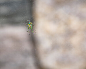 spider on the web